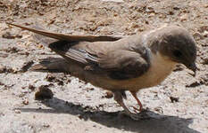 Hirondelle de rochers