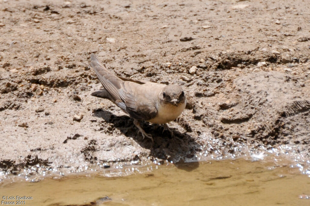 Eurasian Crag Martin