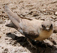 Eurasian Crag Martin