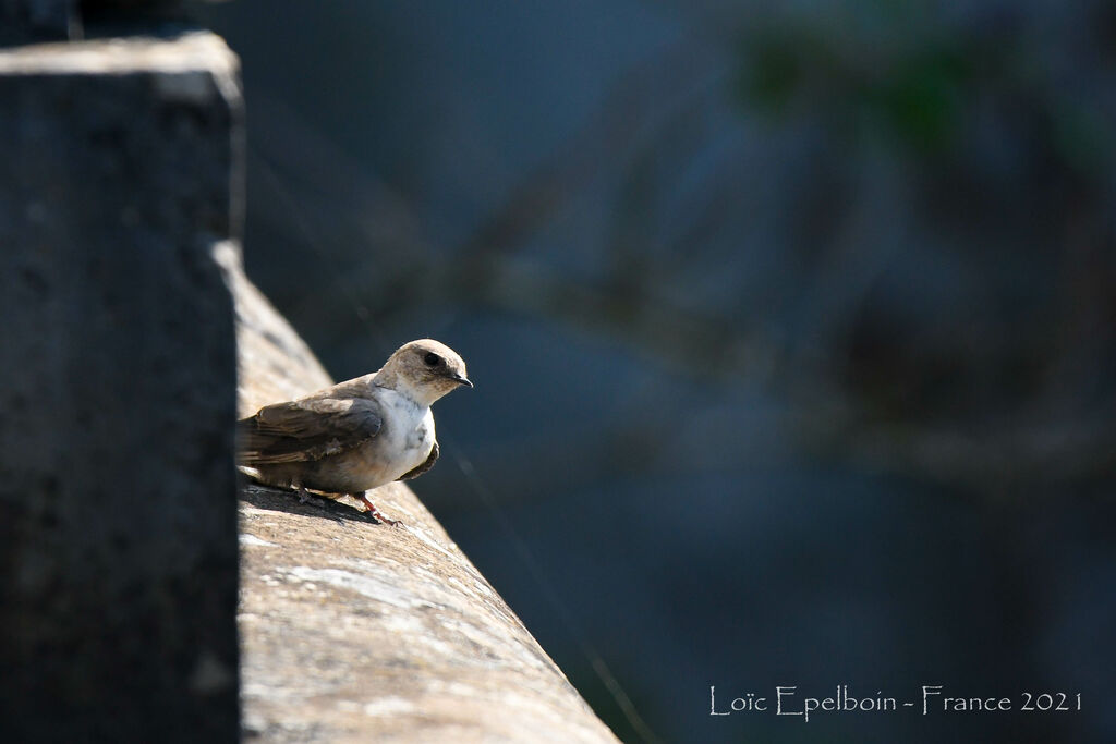 Eurasian Crag Martin