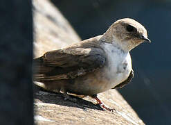 Eurasian Crag Martin