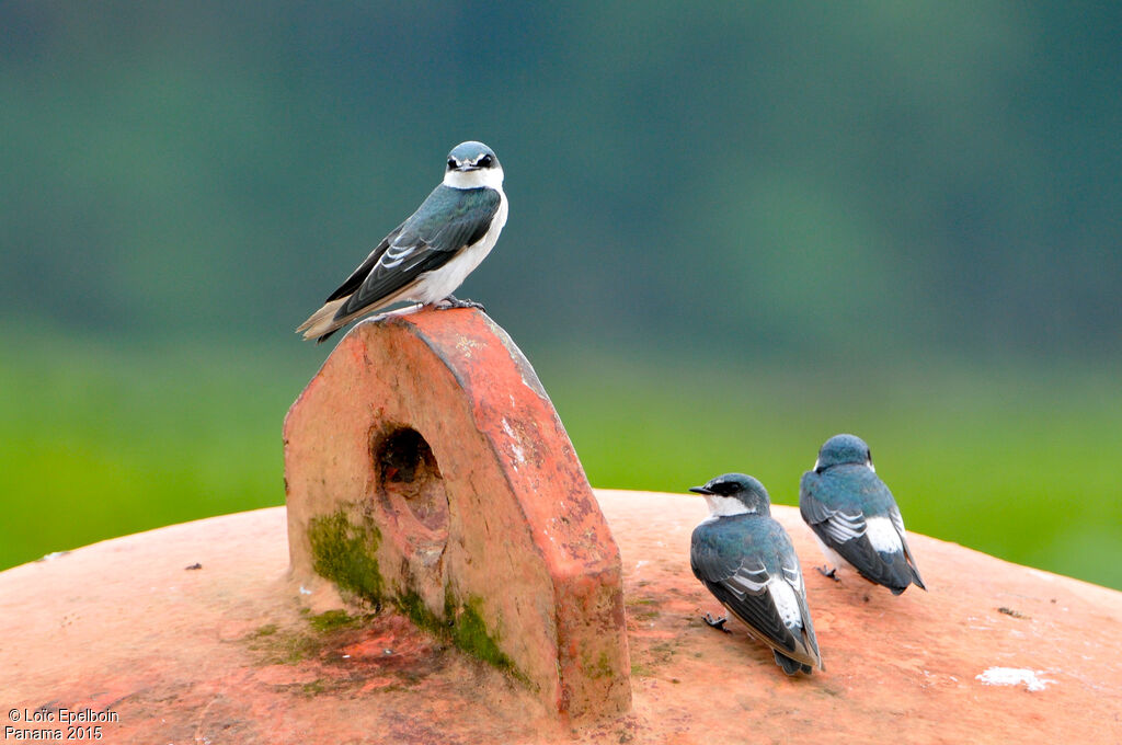 Mangrove Swallow