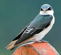 Mangrove Swallow