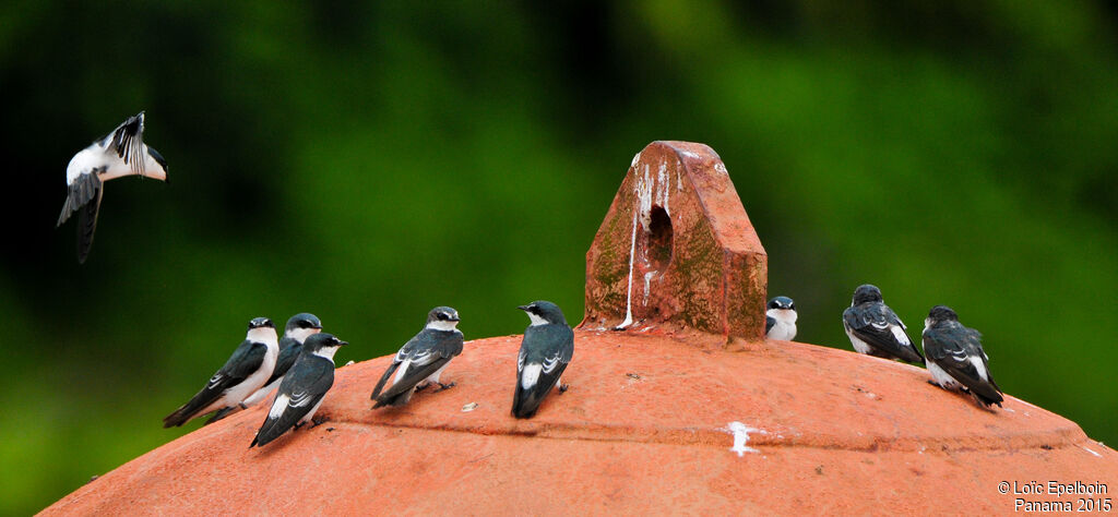 Mangrove Swallow