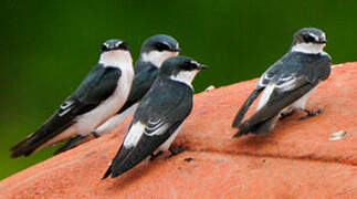 Mangrove Swallow