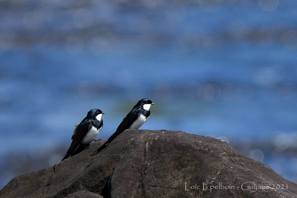 Black-collared Swallow