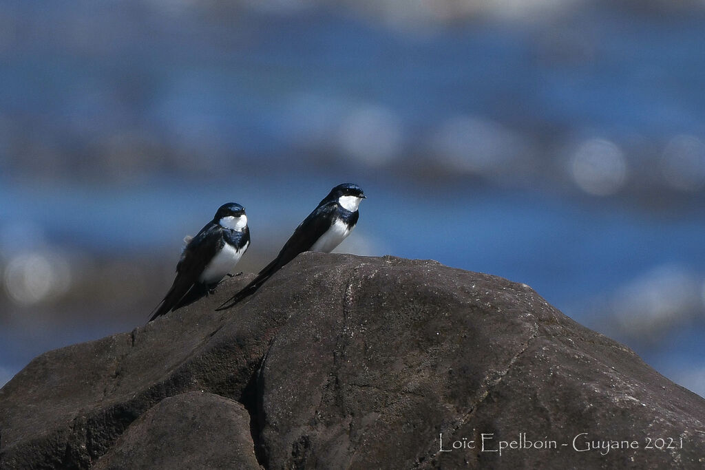 Black-collared Swallow