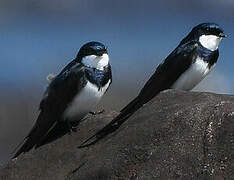 Black-collared Swallow