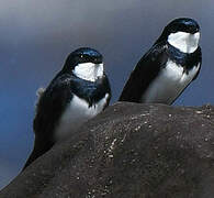 Black-collared Swallow