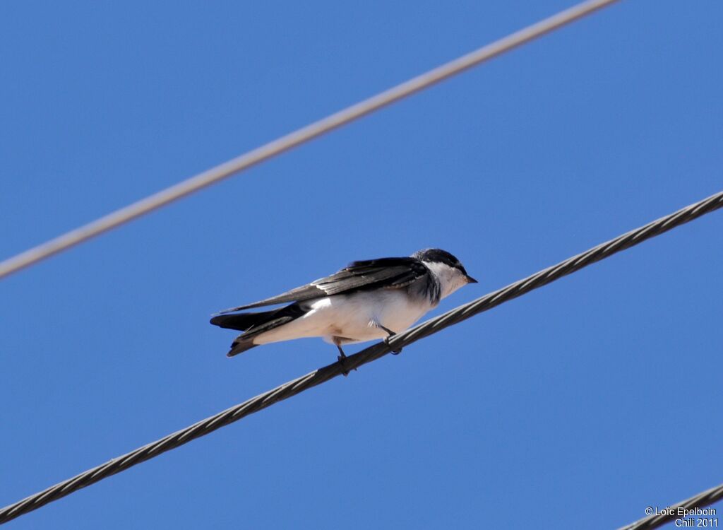 Chilean Swallow