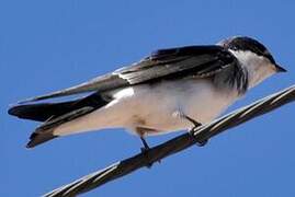 Chilean Swallow