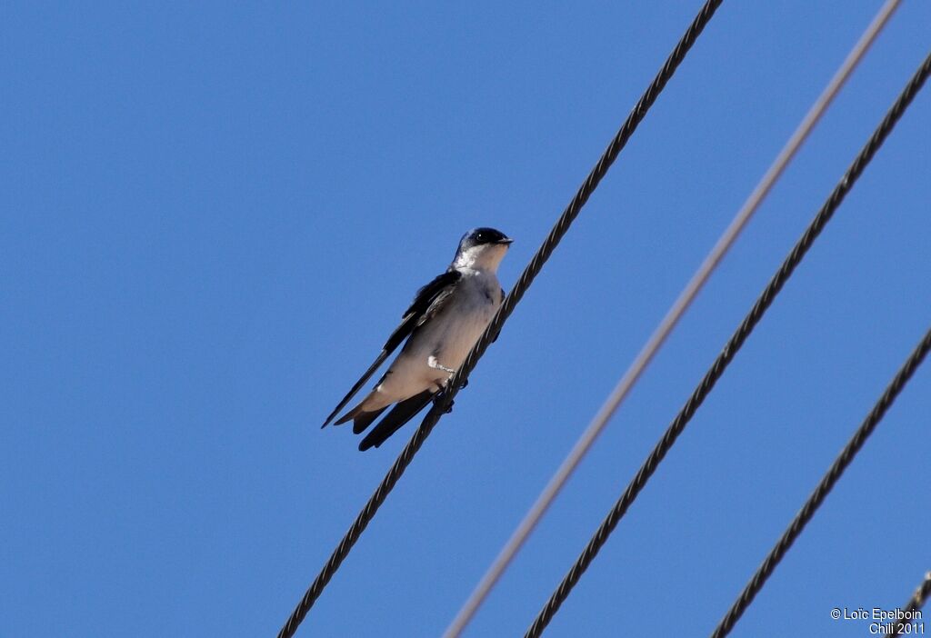 Chilean Swallow