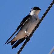 Chilean Swallow