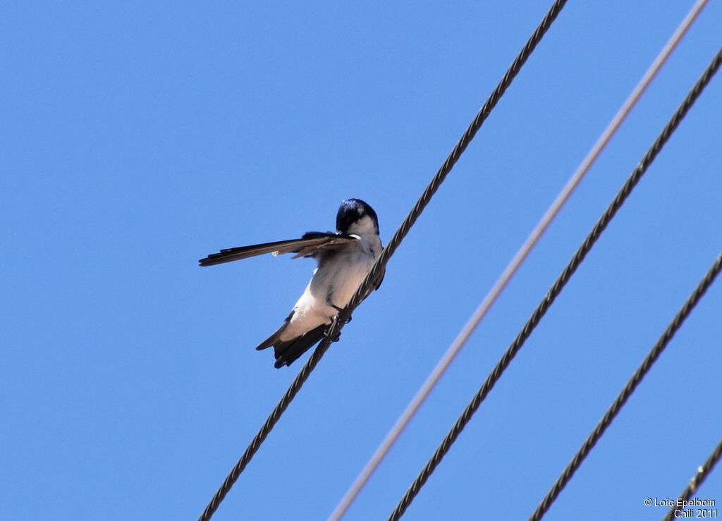 Chilean Swallow