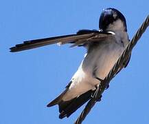 Chilean Swallow