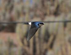 Chilean Swallow