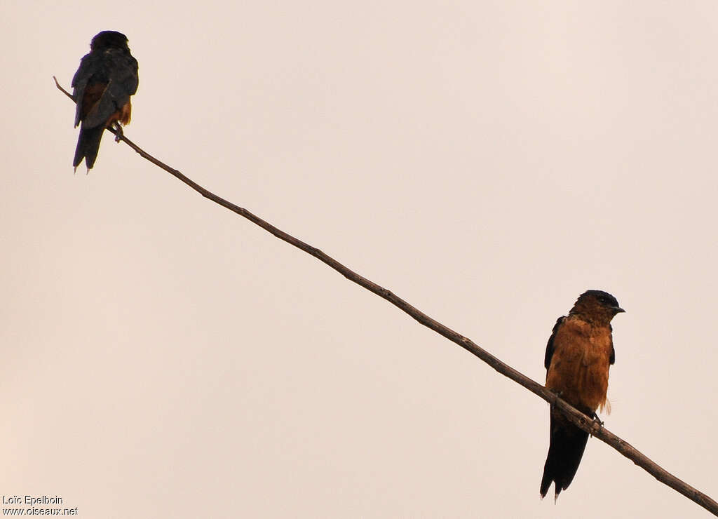 Sri Lanka Swallowadult, identification