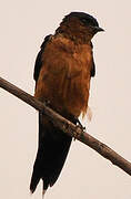 Sri Lanka Swallow