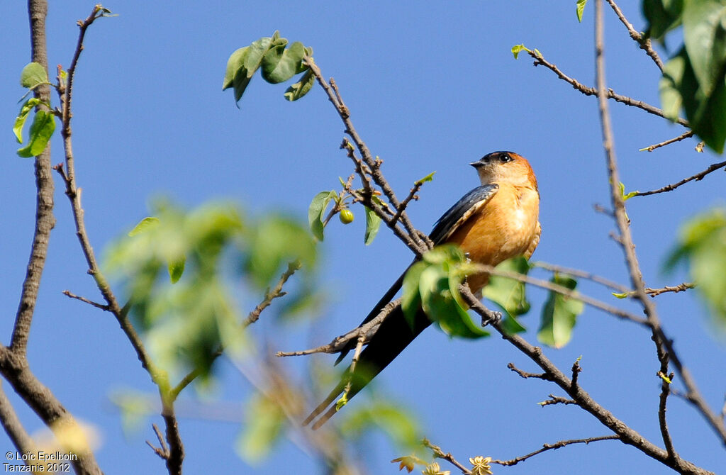 Hirondelle rousseline