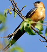 Red-rumped Swallow