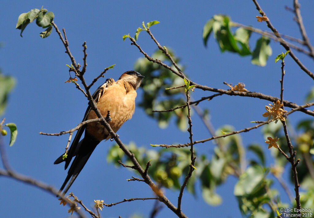 Hirondelle rousseline