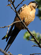 Red-rumped Swallow