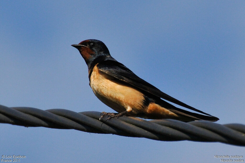 Barn Swallow