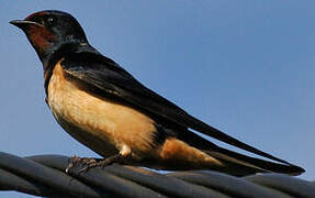 Barn Swallow