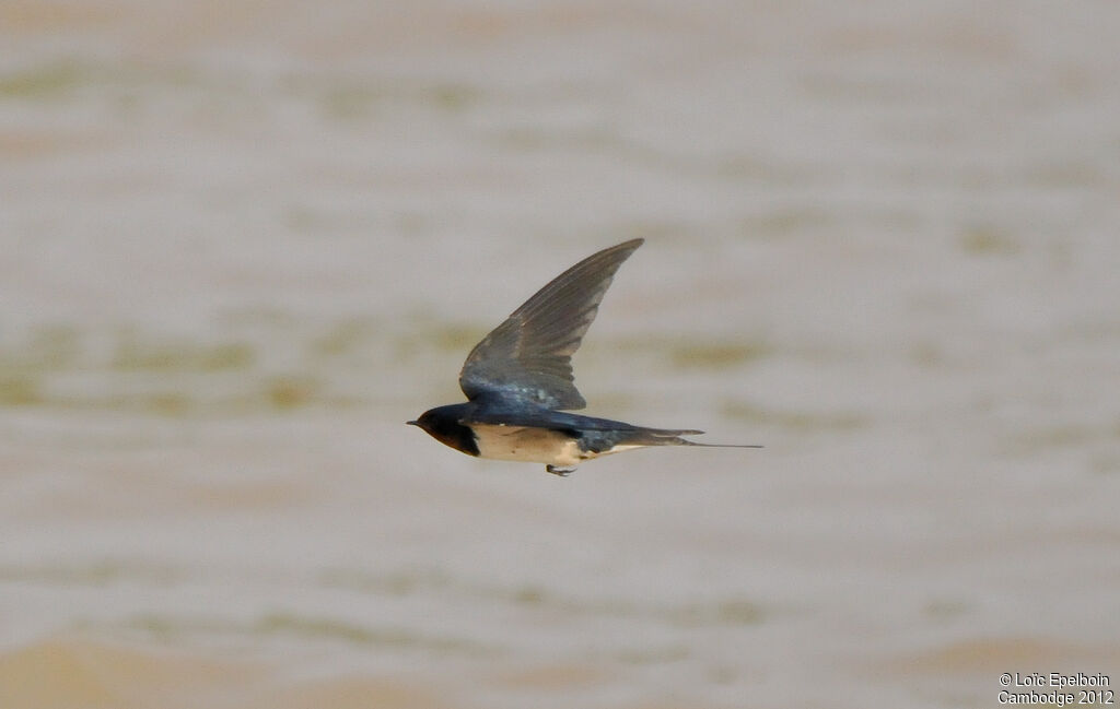 Barn Swallow