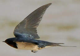 Barn Swallow