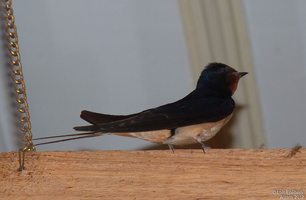 Barn Swallow