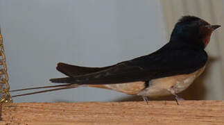 Barn Swallow