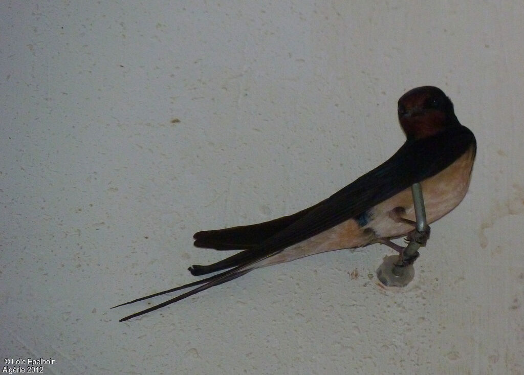 Barn Swallow