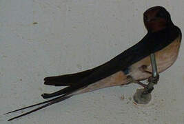 Barn Swallow