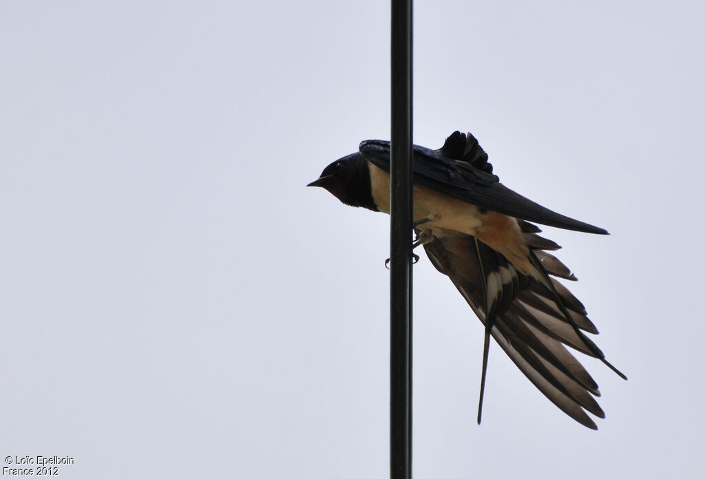 Barn Swallow