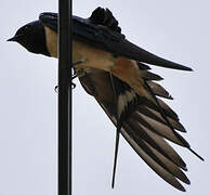 Barn Swallow