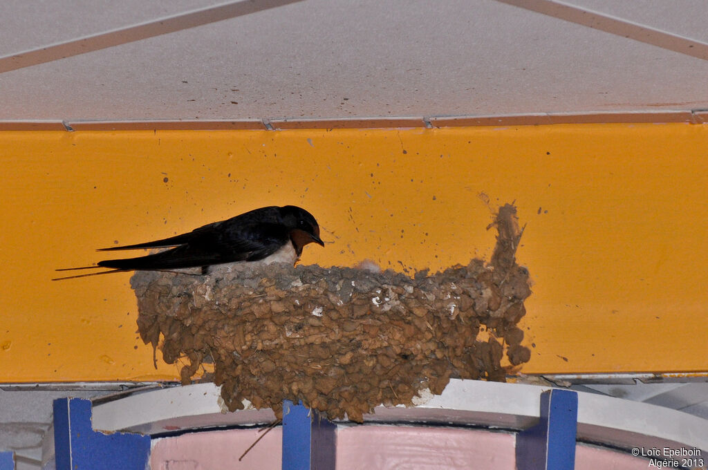 Barn Swallow