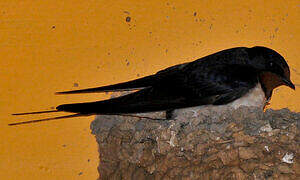 Barn Swallow