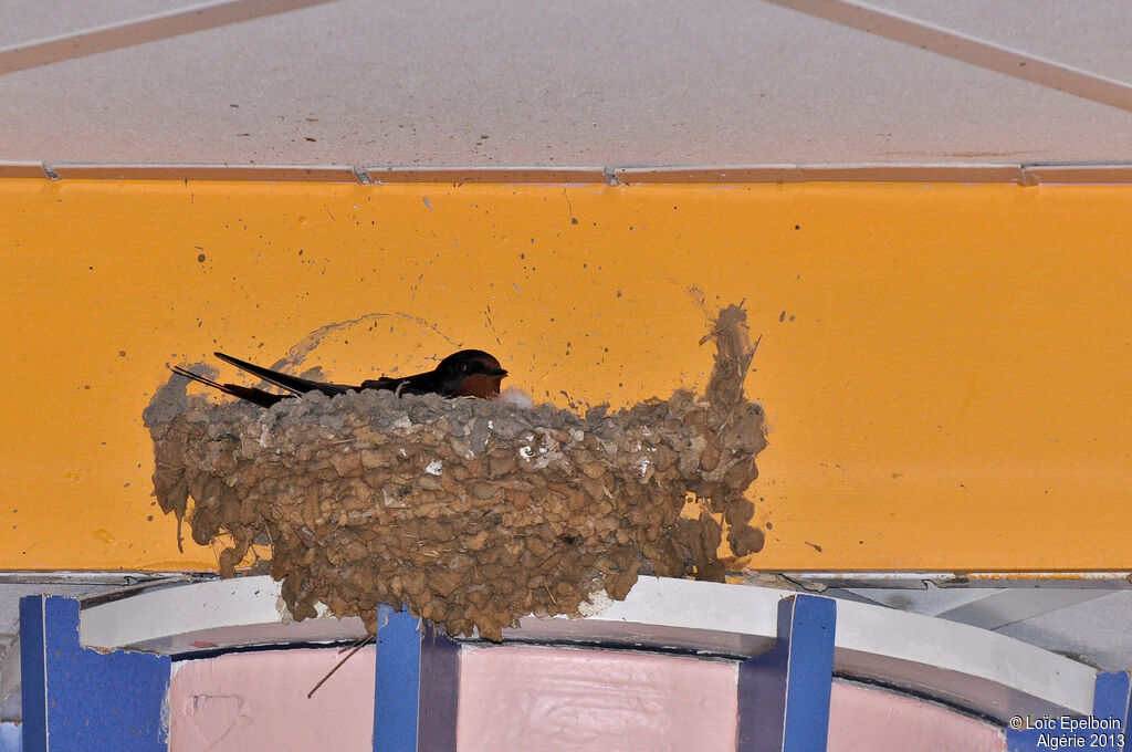 Barn Swallow