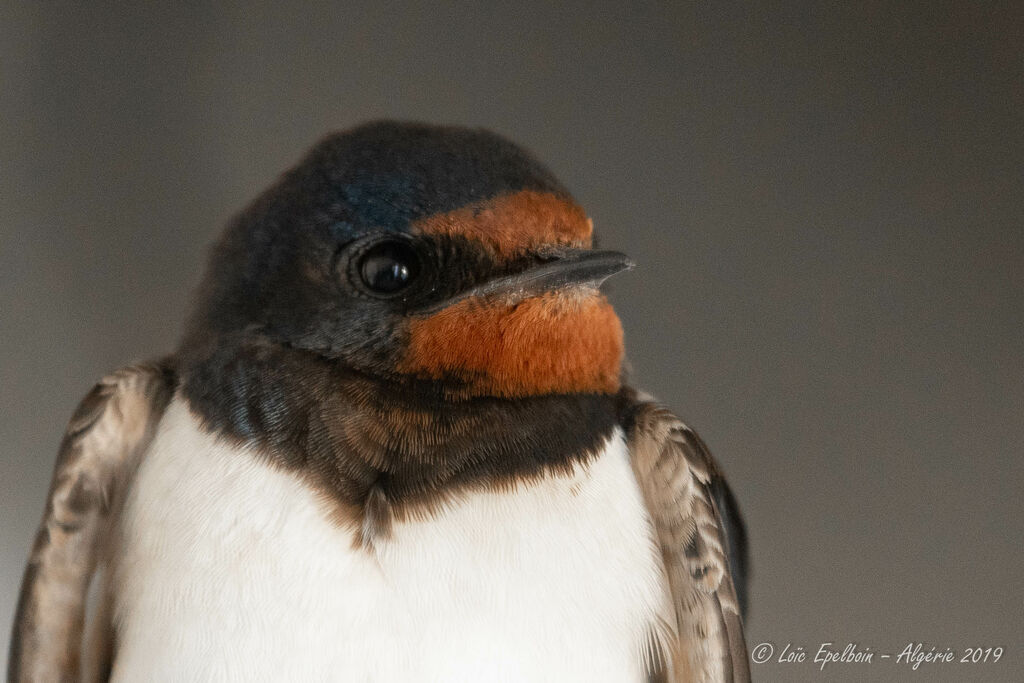 Barn Swallow