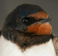 Barn Swallow