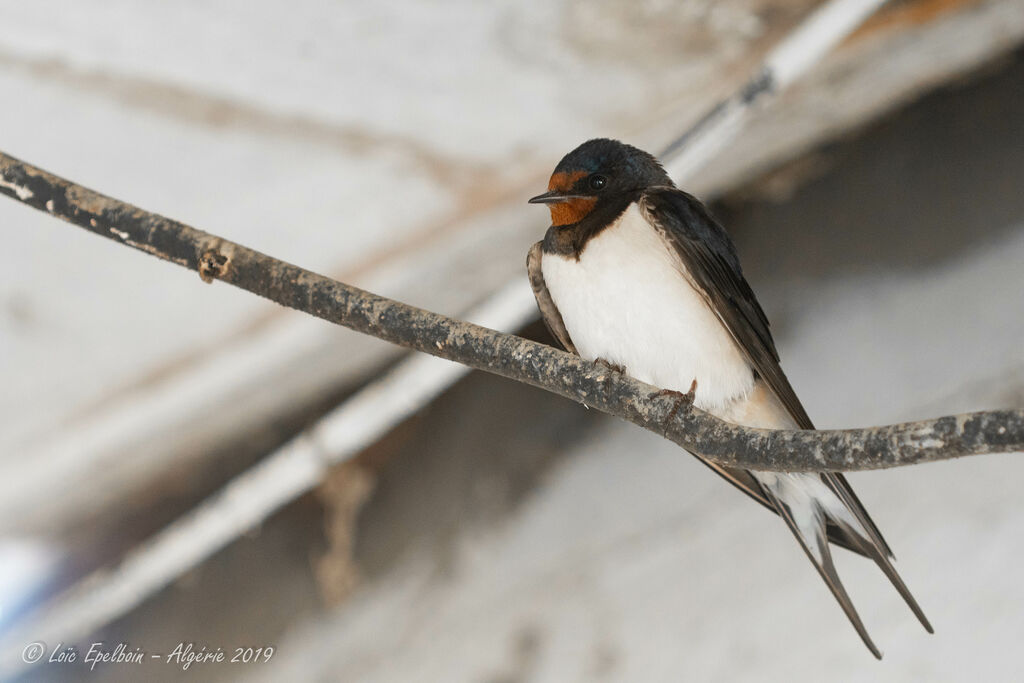 Barn Swallow