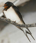 Barn Swallow