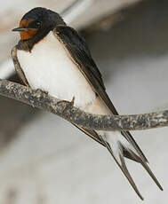 Hirondelle rustique