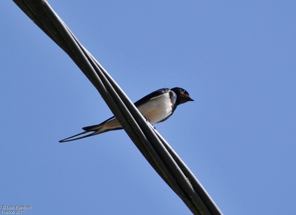 Barn Swallow