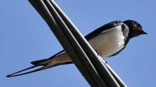 Barn Swallow