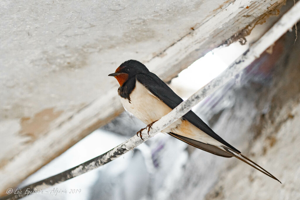 Barn Swallow