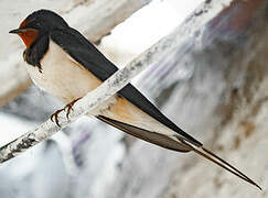 Barn Swallow