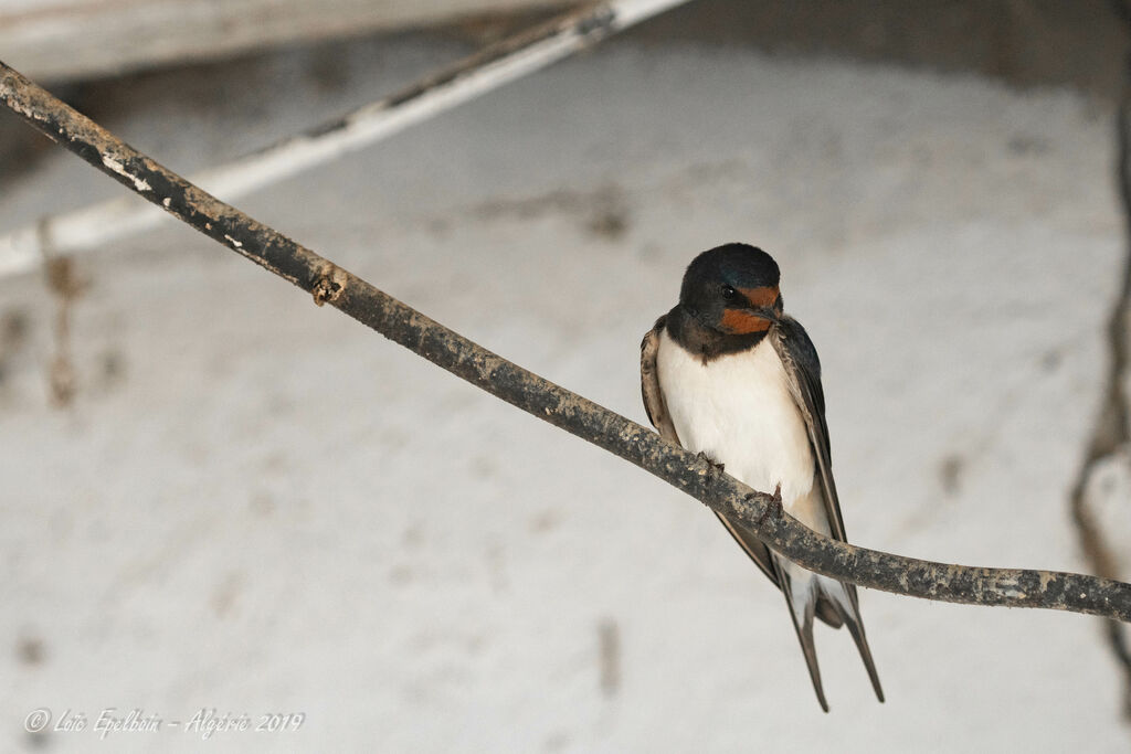 Barn Swallow