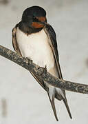 Barn Swallow